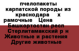 пчелопакеты карпатской породы из краснодара  4-х рамочные › Цена ­ 3 500 - Башкортостан респ., Стерлитамакский р-н Животные и растения » Другие животные   